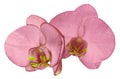 Orchid pink flower isolated on white background with clipping path. Closeup. Pink phalaenopsis flower with yellow-pink lip. Royalty Free Stock Photo