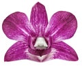Orchid pink flower, white isolated background with clipping path. Closeup. no shadows. for design. Royalty Free Stock Photo