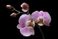 Orchid pink flowers