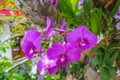 Orchid pink frower Royalty Free Stock Photo