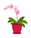 Orchid pink house plant