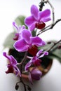 Orchid Royalty Free Stock Photo