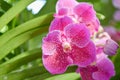 Orchid of pink vanda Royalty Free Stock Photo