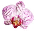 Orchid pink-white-yellow flower. isolated on white background with clipping path. Closeup. Motley brindle big flower.