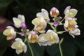Orchid Spathoglottis