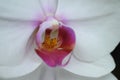 Orchid Pistil Macro Royalty Free Stock Photo