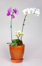 Orchid plant Royalty Free Stock Photo