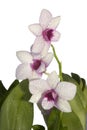 Orchid plant Royalty Free Stock Photo