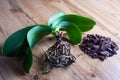 Orchid plant affected by black rot disease