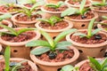 Orchid plant in clay pots at plant nursery. Royalty Free Stock Photo