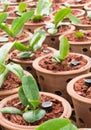 Orchid plant in clay pots at plant nursery. Royalty Free Stock Photo