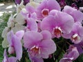 Orchid, plant, flower, beautiful, exotic, tropical, bud, green, pink, white, grass, fauna, nature, branch, striking, flowering, bo