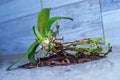 Orchid plant without flowers with beautiful green leaves and airy roots lies on the table ready for transplanting, spring plant