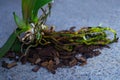 Orchid plant without flowers with beautiful green leaves and airy roots lies on the table ready for transplanting, spring plant