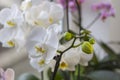 Orchid plant with green buds and flowering white flower on a windowsill close up. Houseplants growing concept.