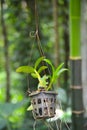 An Orchid plant hanging in a pot, go green, save planet