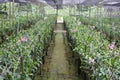 Orchid Plant Nursery Royalty Free Stock Photo