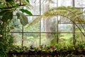 Orchid plant nursery view from inside Royalty Free Stock Photo