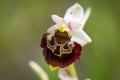 orchid plant Ophrys holosericea, the late spider orchid meadow in the Slovak Little Carpathian Mountains Stupava