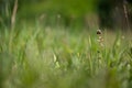 orchid plant Ophrys holosericea, the late spider orchid meadow in the Slovak Little Carpathian Mountains Stupava