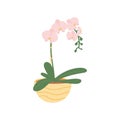 Orchid Plant . Pot plant. Houseplant isolated on white background. Vector illustration in hand-drawn flat