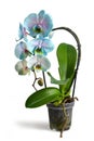 Blue orchid  in pot isolated on white background Royalty Free Stock Photo