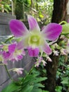 Orchid plant with purple petals