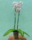 orchid plant with white yellow and purple flowers with two stems and green leaves at the base in a transparent vase with a Royalty Free Stock Photo