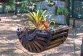 Orchid Plants in Wooden Planter