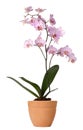 Orchid in a pot