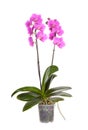 Orchid pot flower