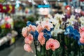 Orchid in pot in flower shop. Concept of flowers market Royalty Free Stock Photo