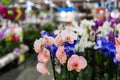 Orchid in pot in flower shop. Concept of flowers market Royalty Free Stock Photo