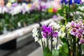 Orchid in pot in flower shop. Concept of flowers market Royalty Free Stock Photo