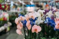 Orchid in pot in flower shop. Concept of flowers market Royalty Free Stock Photo