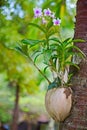 Orchid in a pot