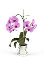 Orchid in a pot isolated on white background Royalty Free Stock Photo