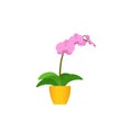 Orchid potted flower plant in flat design. Vector illustration. Royalty Free Stock Photo