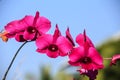 Orchid Royalty Free Stock Photo