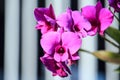 Orchid Royalty Free Stock Photo