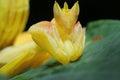 Orchid Preying Mantis in Thailand. Royalty Free Stock Photo