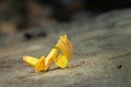 Orchid Preying Mantis in Thailand. Royalty Free Stock Photo