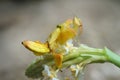 Orchid Preying Mantis in Thailand. Royalty Free Stock Photo