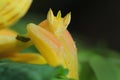 Orchid Preying Mantis in Thailand. Royalty Free Stock Photo