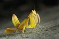 Orchid Preying Mantis in Thailand. Royalty Free Stock Photo