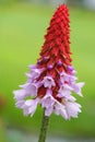 Orchid primrose, Primula viallii Royalty Free Stock Photo