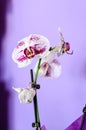 Orchid Royalty Free Stock Photo