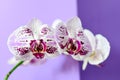 Orchid Royalty Free Stock Photo