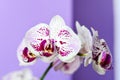 Orchid Royalty Free Stock Photo