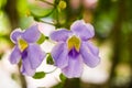 Orchid purple background blur Royalty Free Stock Photo